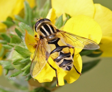 Helophilus trivittatus, hoverfly, Alan Prowse, Leatherhead, August 2012